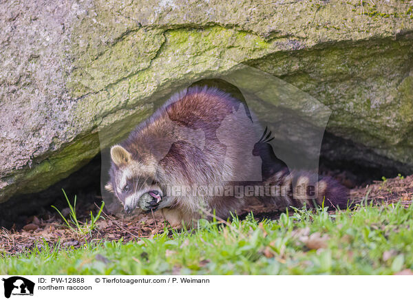 Waschbr / northern raccoon / PW-12888