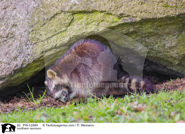 northern raccoon / PW-12889