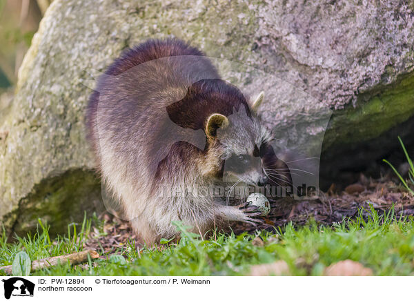 northern raccoon / PW-12894