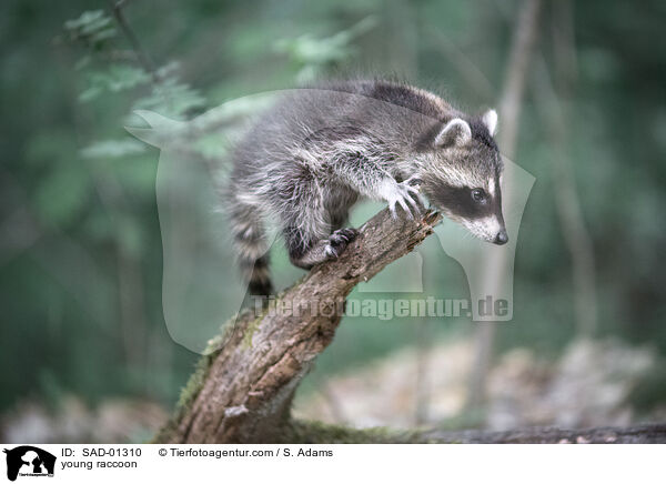 junger Waschbr / young raccoon / SAD-01310