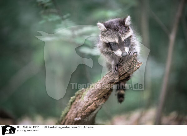 junger Waschbr / young raccoon / SAD-01311