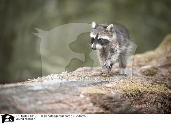 junger Waschbr / young raccoon / SAD-01312