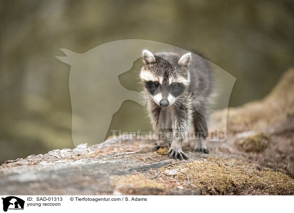 junger Waschbr / young raccoon / SAD-01313