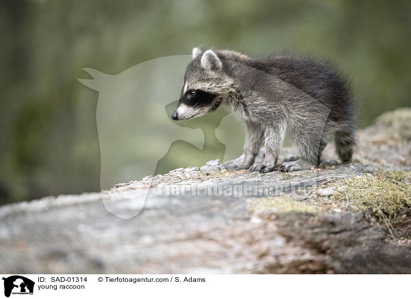 junger Waschbr / young raccoon / SAD-01314