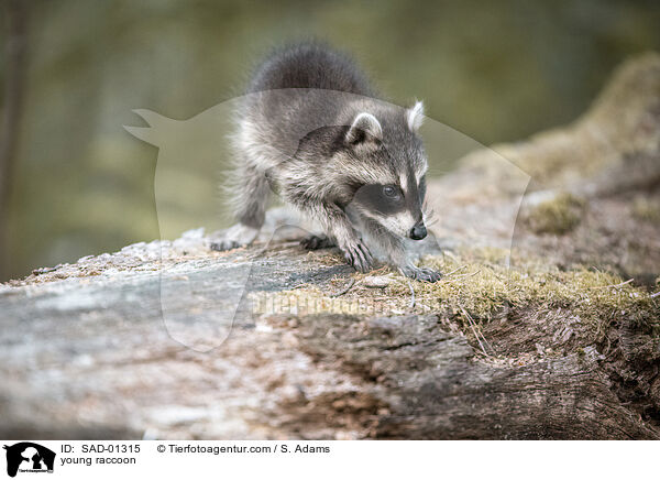 junger Waschbr / young raccoon / SAD-01315
