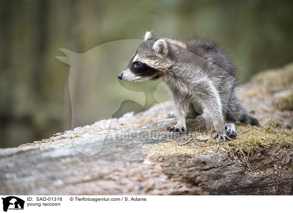 junger Waschbr / young raccoon / SAD-01316