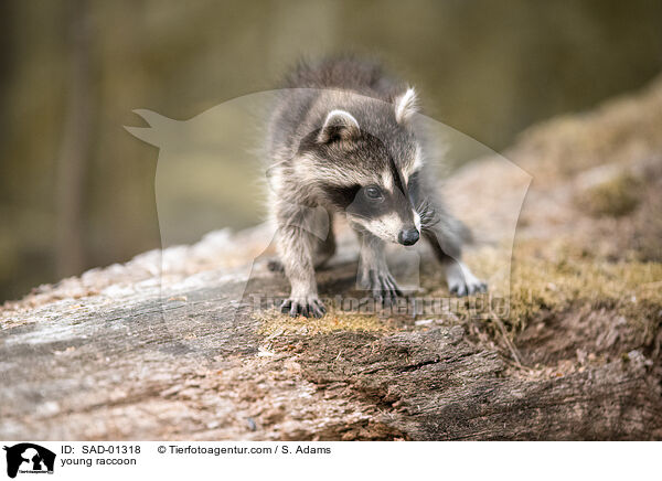 junger Waschbr / young raccoon / SAD-01318