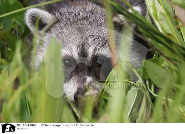raccoon / FF-13866