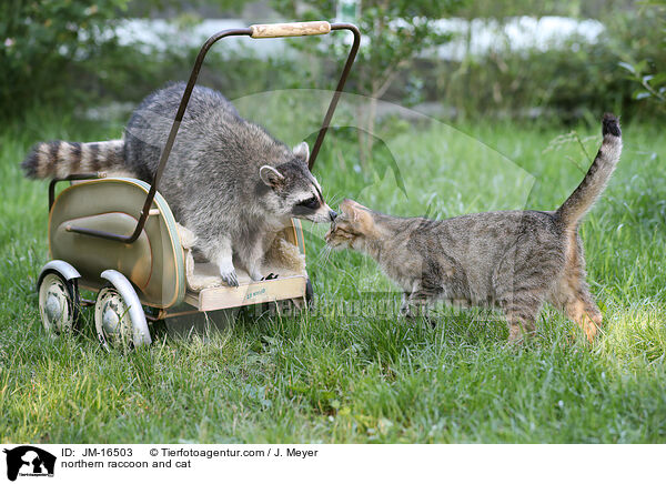 Waschbr und Katze / northern raccoon and cat / JM-16503