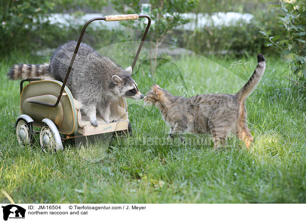 Waschbr und Katze / northern raccoon and cat / JM-16504