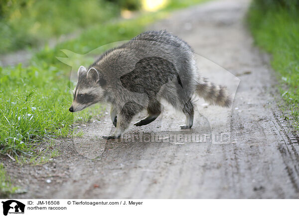 Waschbr / northern raccoon / JM-16508