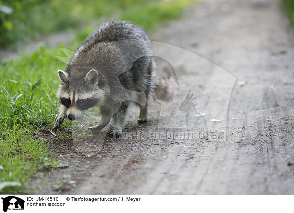 northern raccoon / JM-16510