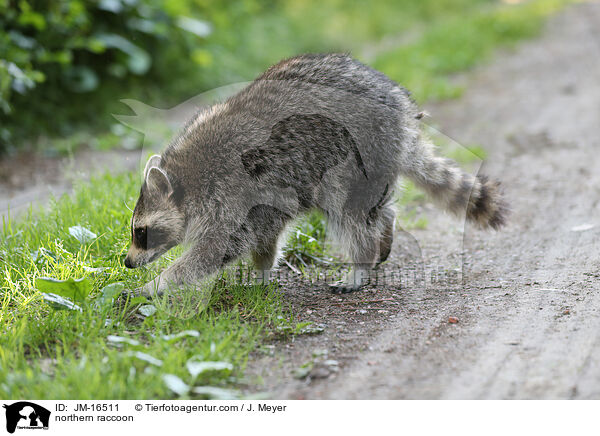 Waschbr / northern raccoon / JM-16511