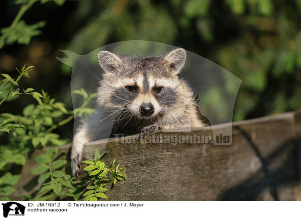 Waschbr / northern raccoon / JM-16512