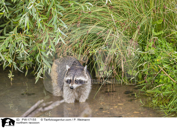 Waschbr / northern raccoon / PW-17155