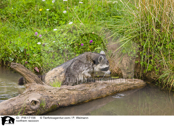 northern raccoon / PW-17156
