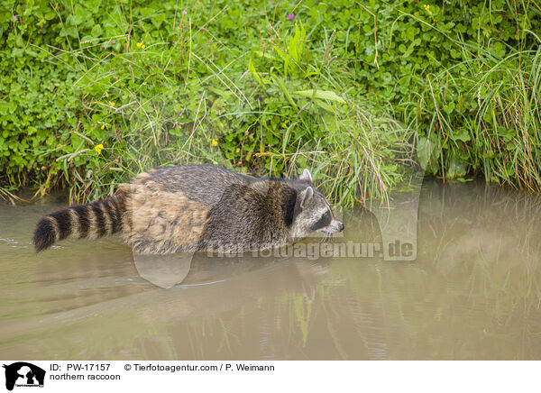 Waschbr / northern raccoon / PW-17157