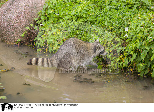 Waschbr / northern raccoon / PW-17158