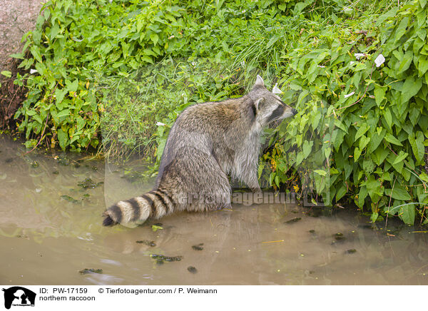 northern raccoon / PW-17159