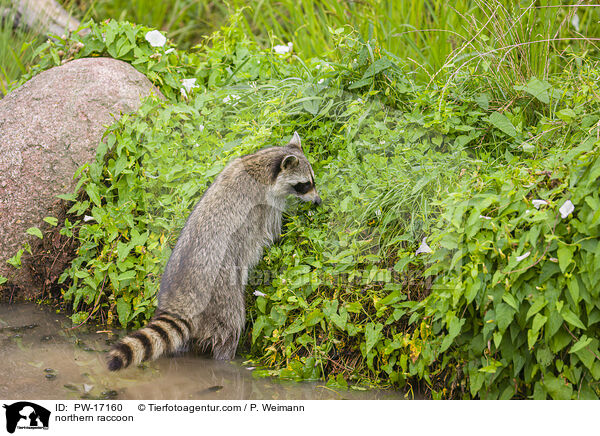 northern raccoon / PW-17160