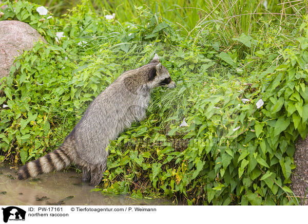 Waschbr / northern raccoon / PW-17161