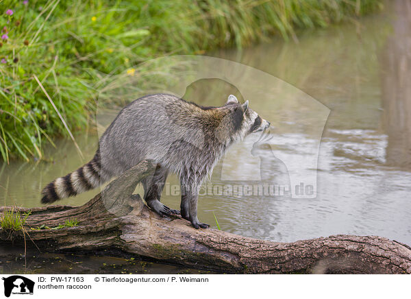 Waschbr / northern raccoon / PW-17163