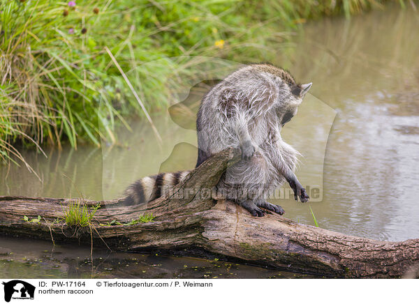 northern raccoon / PW-17164