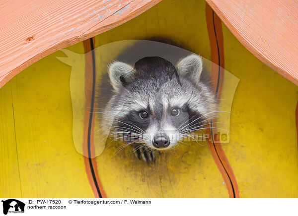 Waschbr / northern raccoon / PW-17520