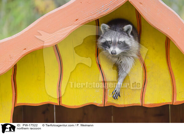 northern raccoon / PW-17522