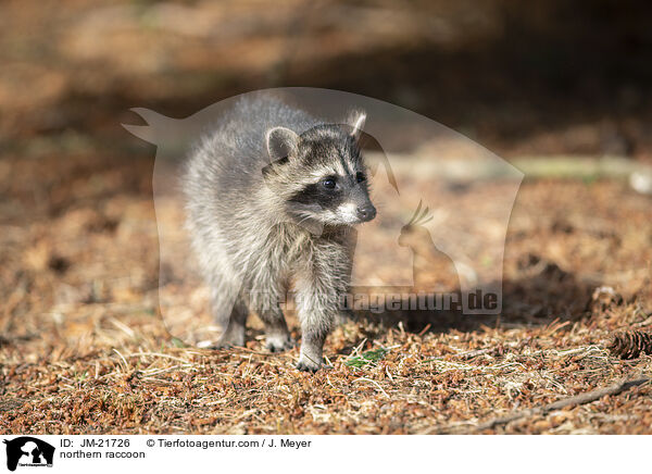 northern raccoon / JM-21726
