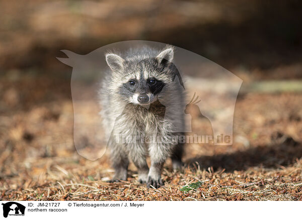 northern raccoon / JM-21727