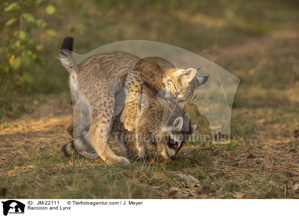 Raccoon and Lynx / JM-22111