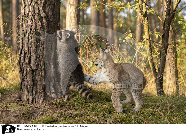 Raccoon and Lynx / JM-22116