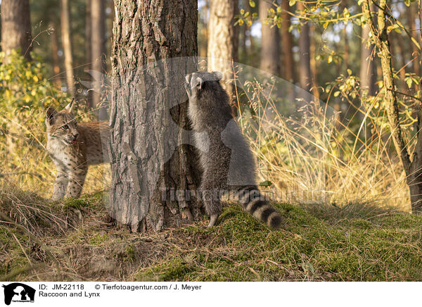 Raccoon and Lynx / JM-22118