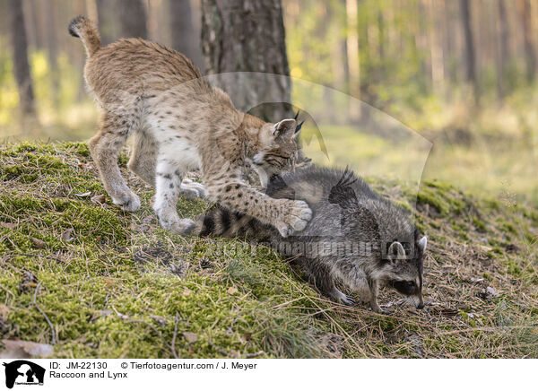 Waschbr und Luchs / Raccoon and Lynx / JM-22130
