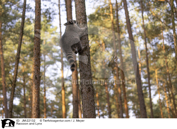 Raccoon and Lynx / JM-22132