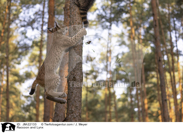 Raccoon and Lynx / JM-22133