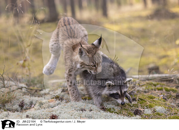 Waschbr und Luchs / Raccoon and Lynx / JM-22164