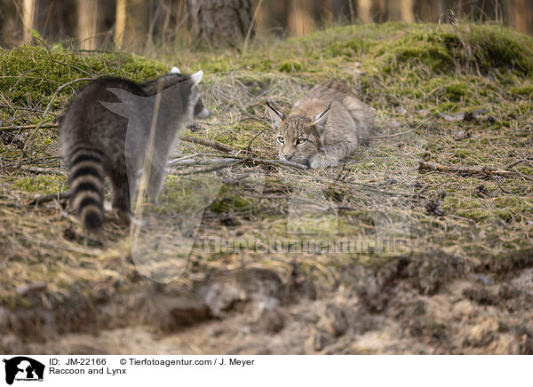 Waschbr und Luchs / Raccoon and Lynx / JM-22166