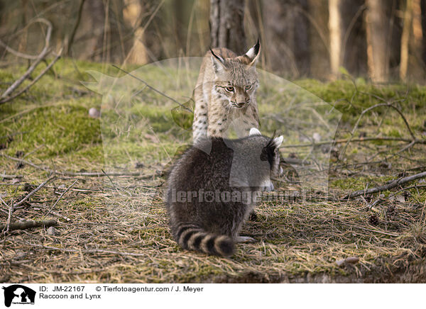 Waschbr und Luchs / Raccoon and Lynx / JM-22167