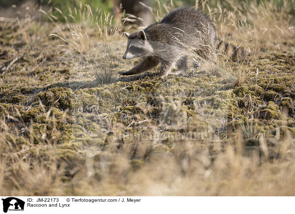 Raccoon and Lynx / JM-22173