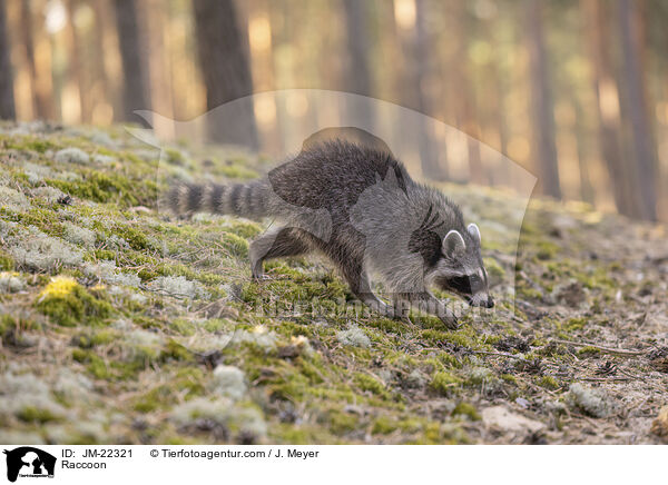 Raccoon / JM-22321