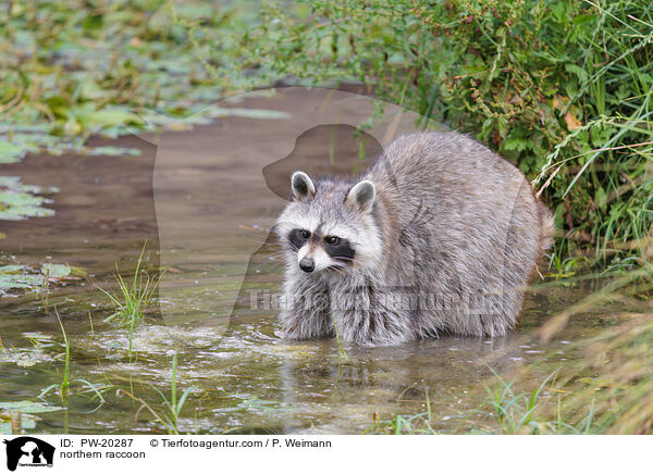 Waschbr / northern raccoon / PW-20287