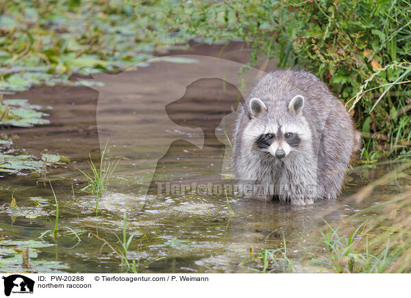 Waschbr / northern raccoon / PW-20288