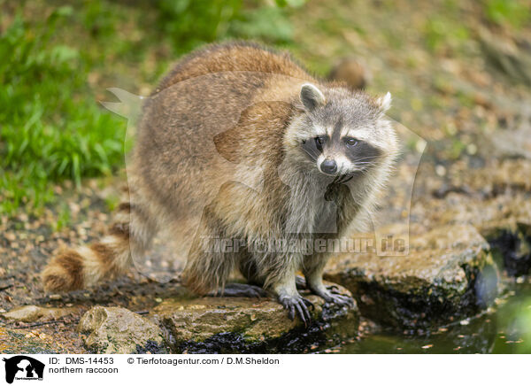 Waschbr / northern raccoon / DMS-14453