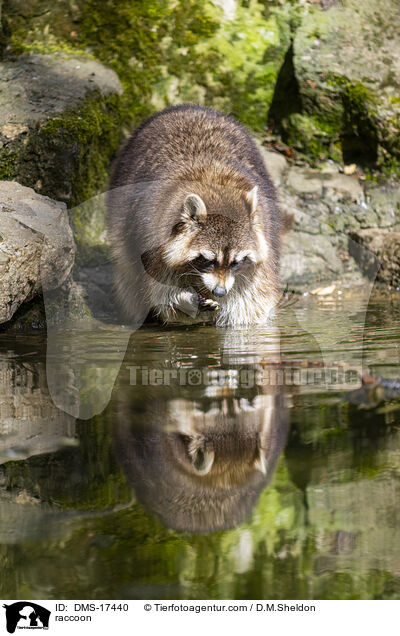 Waschb�r / raccoon / DMS-17440