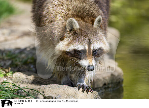 Waschb�r / raccoon / DMS-17454