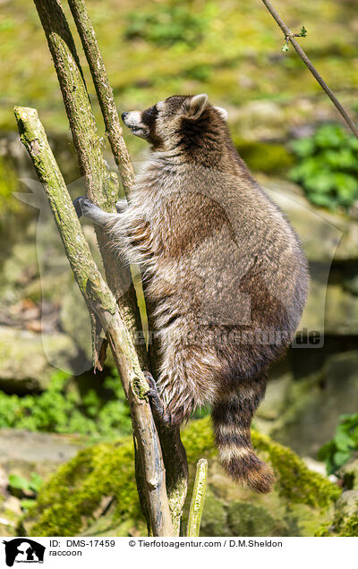 Waschb�r / raccoon / DMS-17459