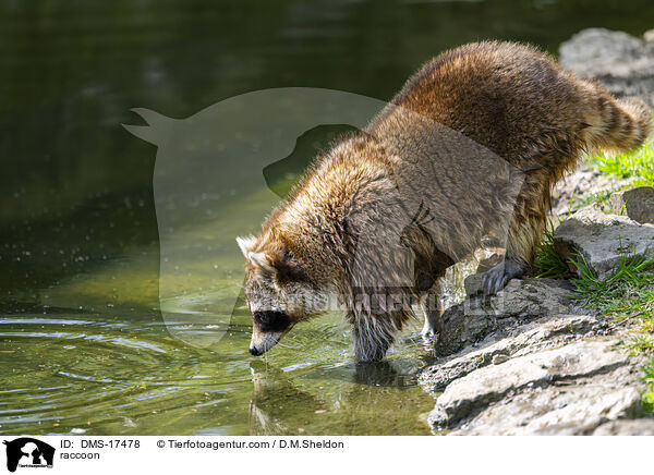 Waschb�r / raccoon / DMS-17478