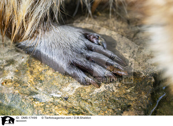 Waschb�r / raccoon / DMS-17499